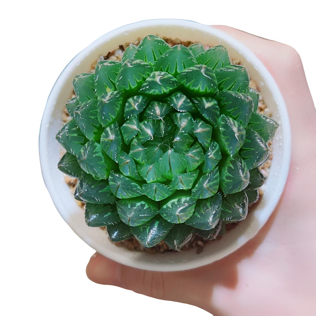 大号翠云玉露十二卷多肉【满16包邮】