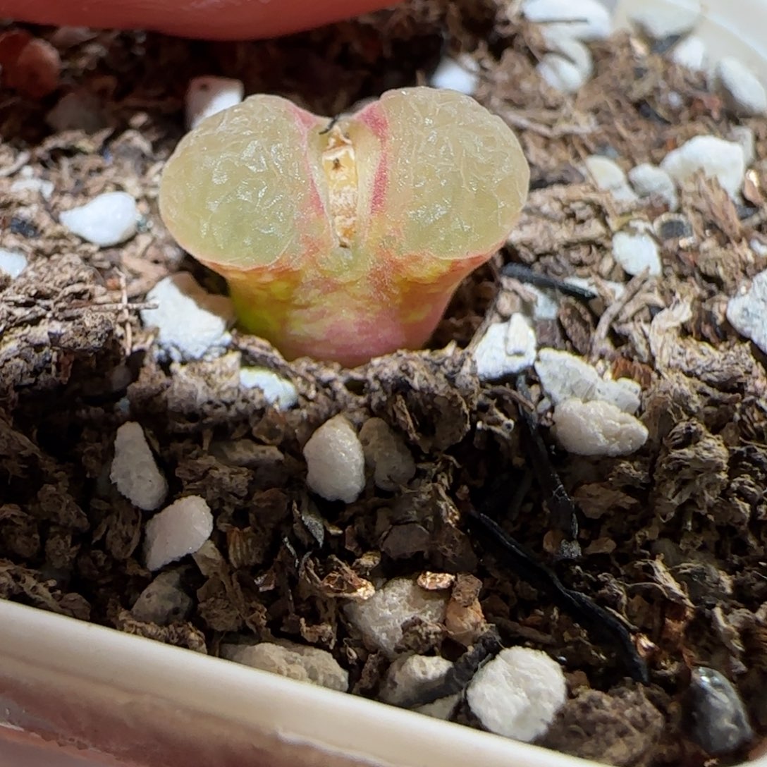 肉锥多肉植物百科-粉樱57