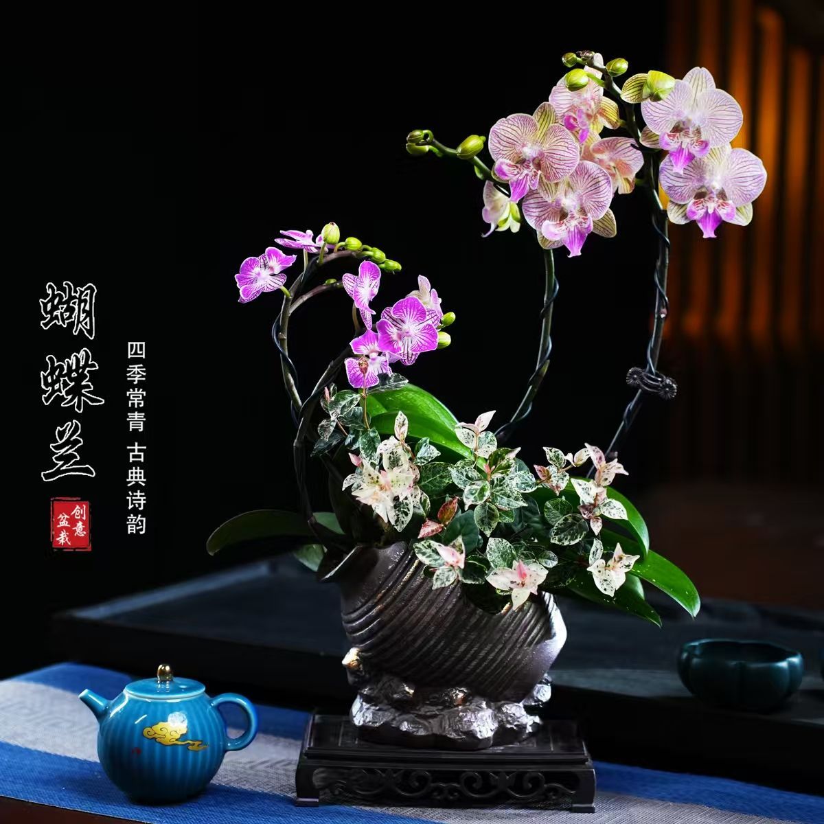 旬日三色堇蝴蝶兰盆栽四季常青花卉茶桌面净化空气花办公室绿植