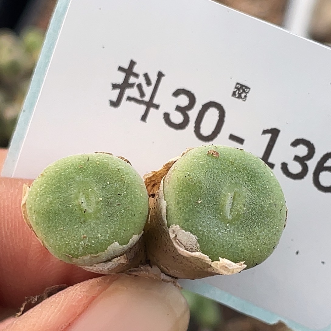 30-136毛钮扣多肉植物