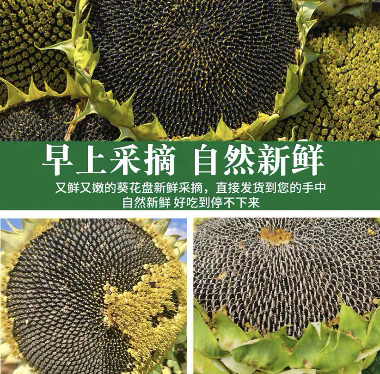 新鲜现摘带盘向日葵花盘生吃小孩孕妈妈老人都能吃