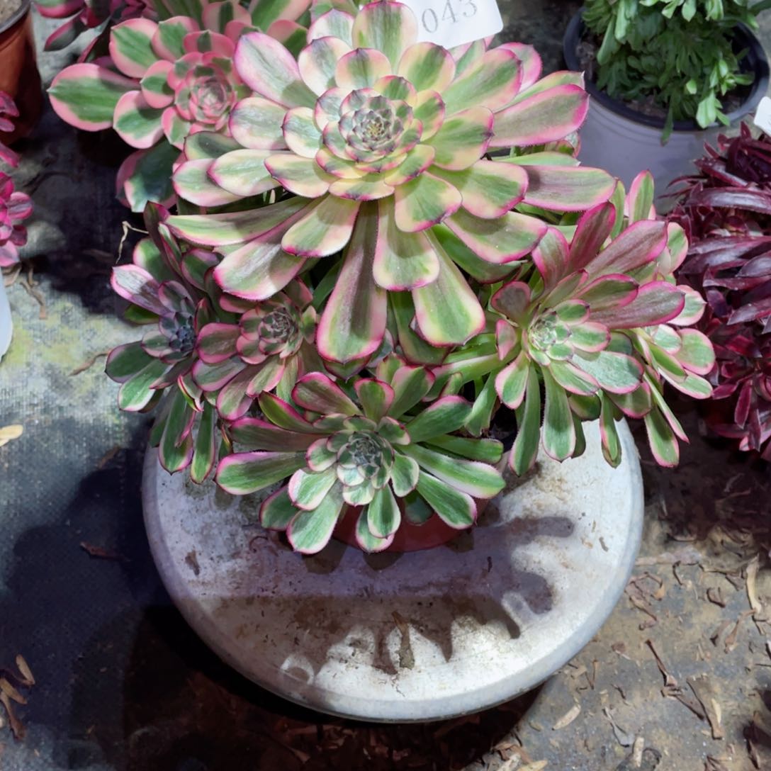 多肉植物维纳斯043