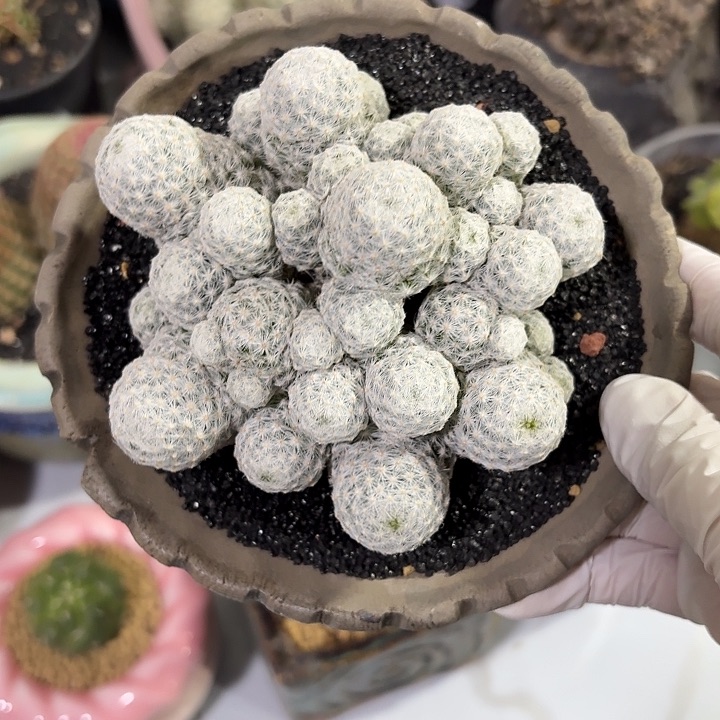 姬春星仙人球123