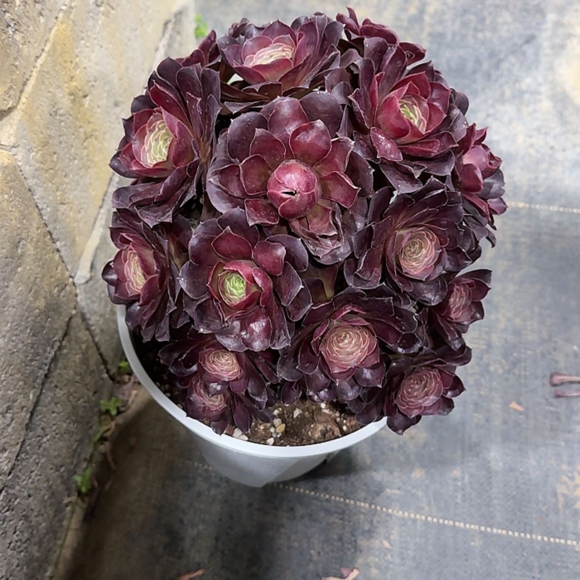 【闪购商品】法师多肉