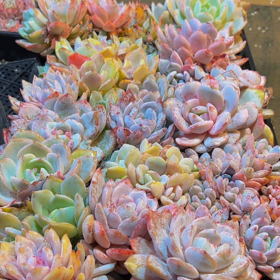 006多肉葡萄的味道是真的很