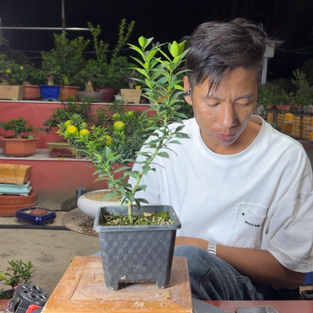 当前无花朵，栽培后可花朵时*