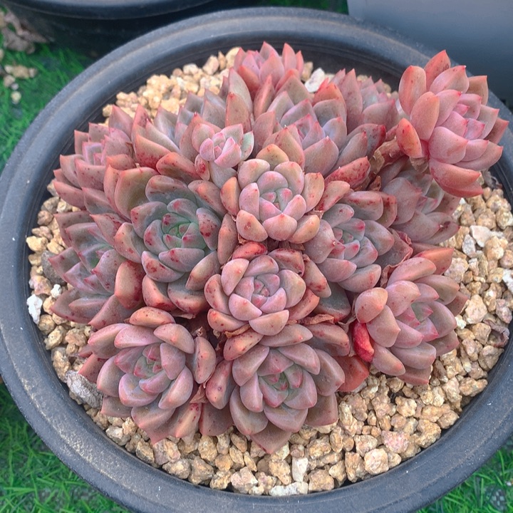 H*K多肉乐园精品香槟