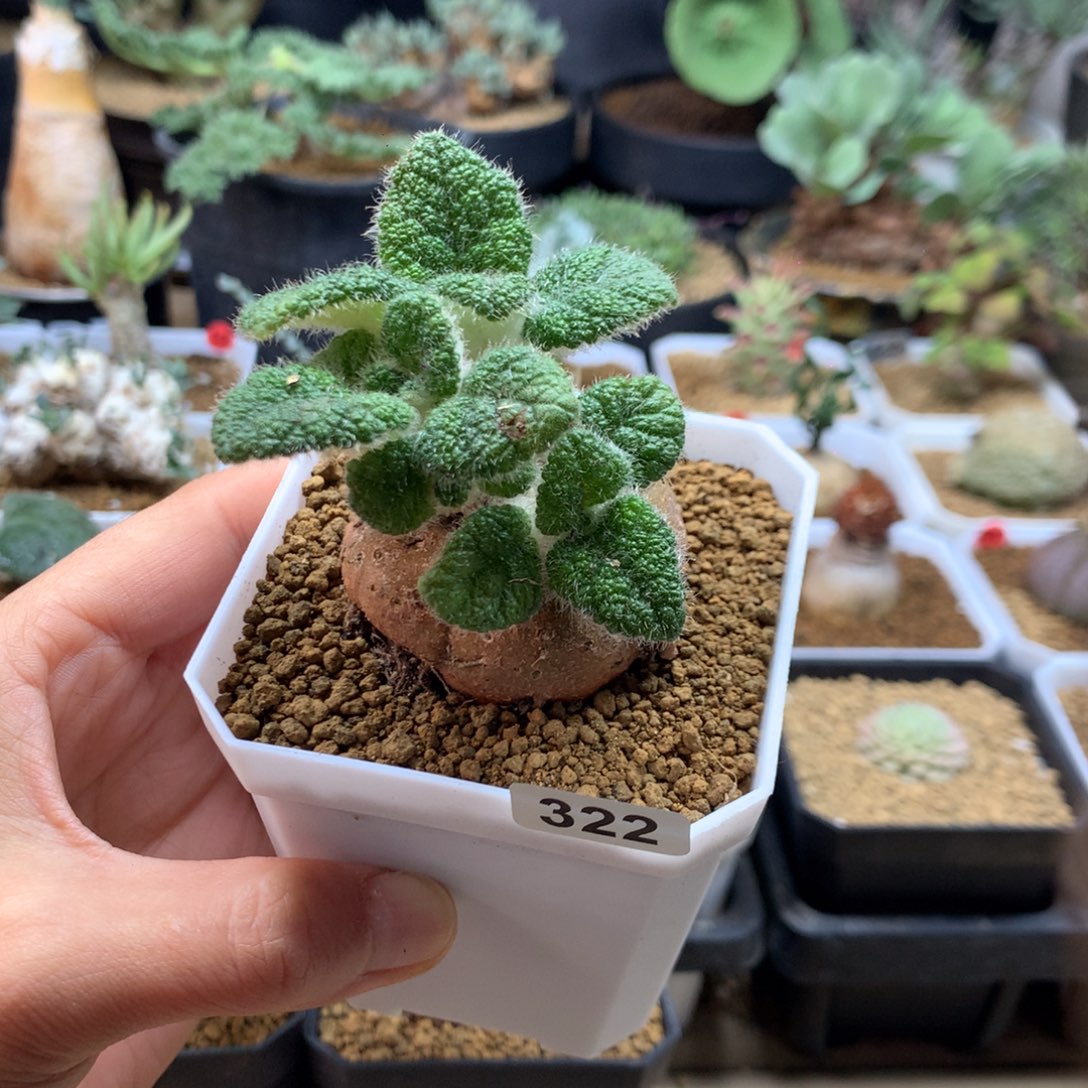 红花断崖王子带盆322