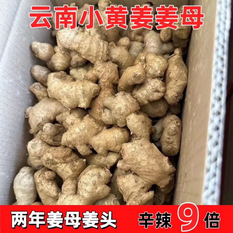 菲菲家正宗小黄姜两年以上的姜母泡脚足疗洗头现货现发