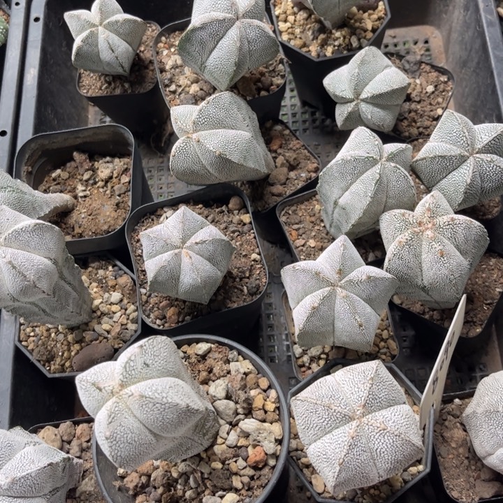 恩种好养皮实好活好养