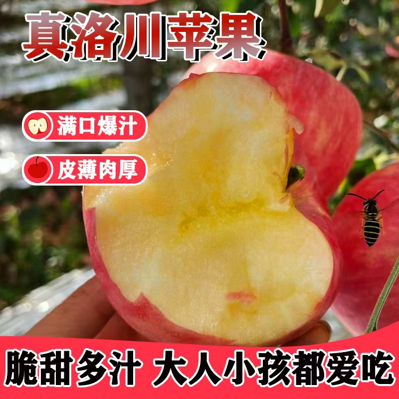 2025新果陕西洛川红富士苹果5斤-10斤装坏果包赔产地直发