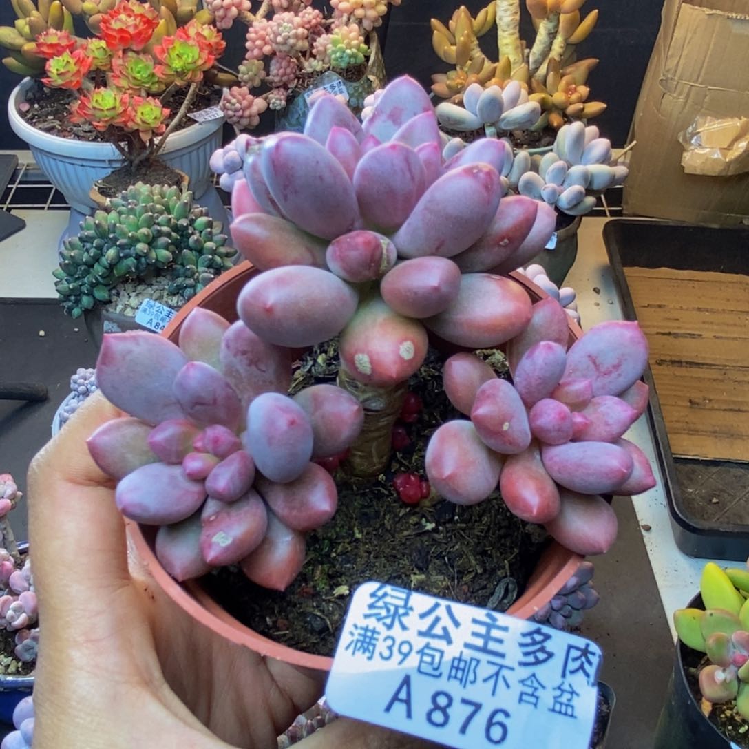 876仙子奶多肉7c m