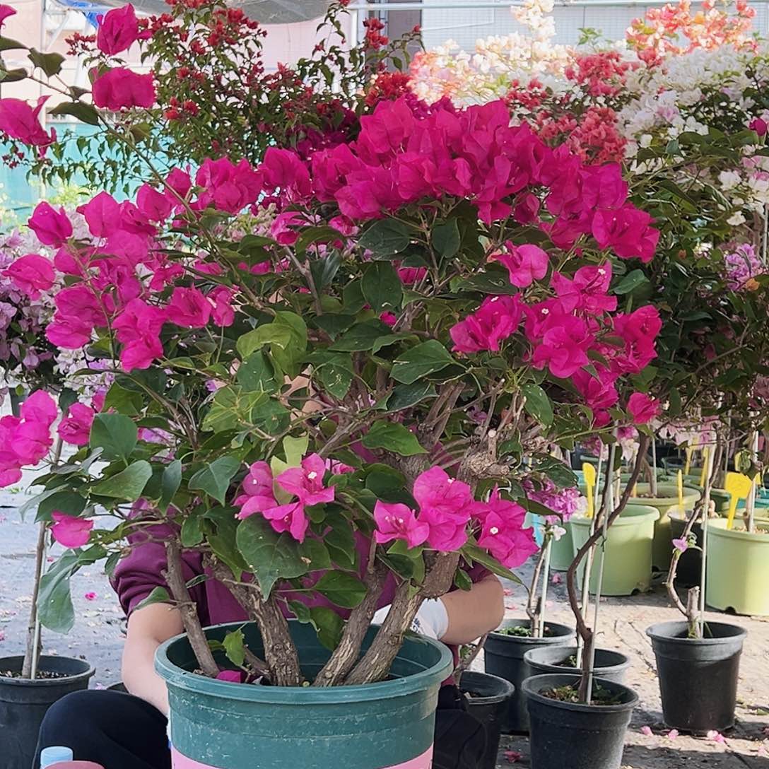 喜***在大部分花苞少量开放C48黑玫瑰