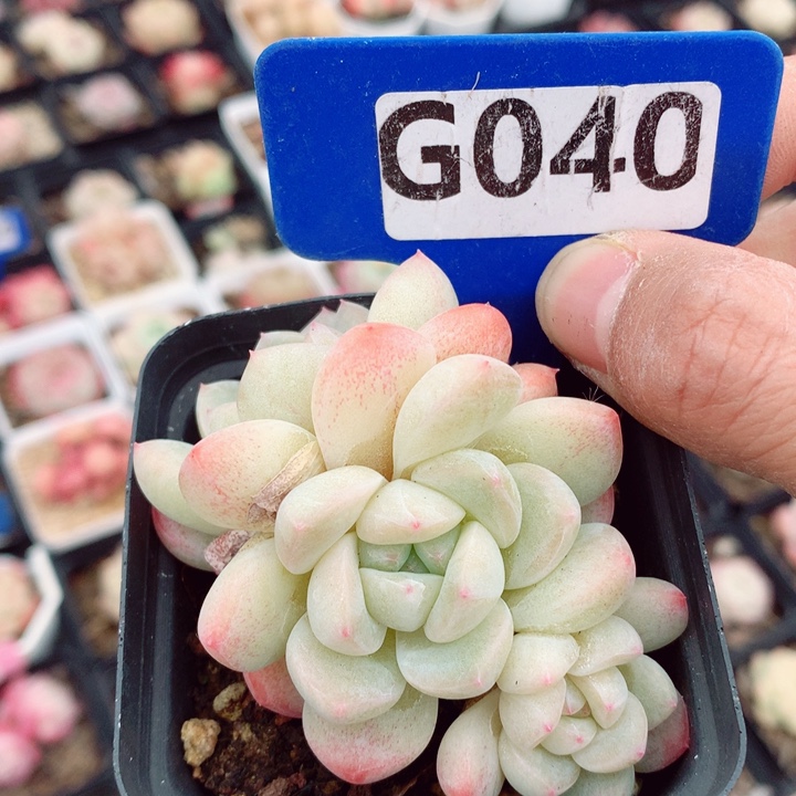 福利多肉植物7cm不包整群