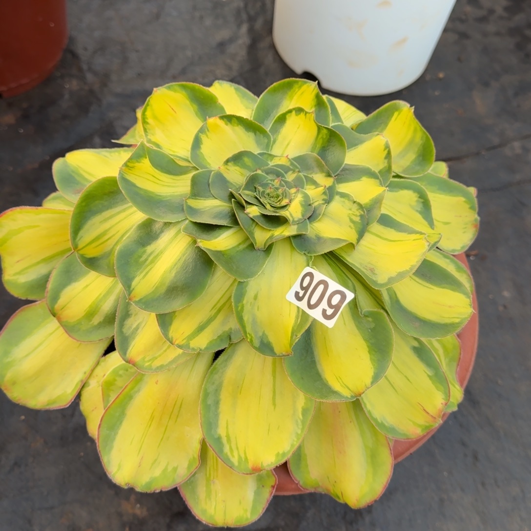 909多肉植物暴君多肉