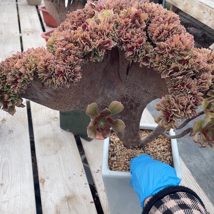 多肉葡萄多水果葡萄也要好好吃饭了