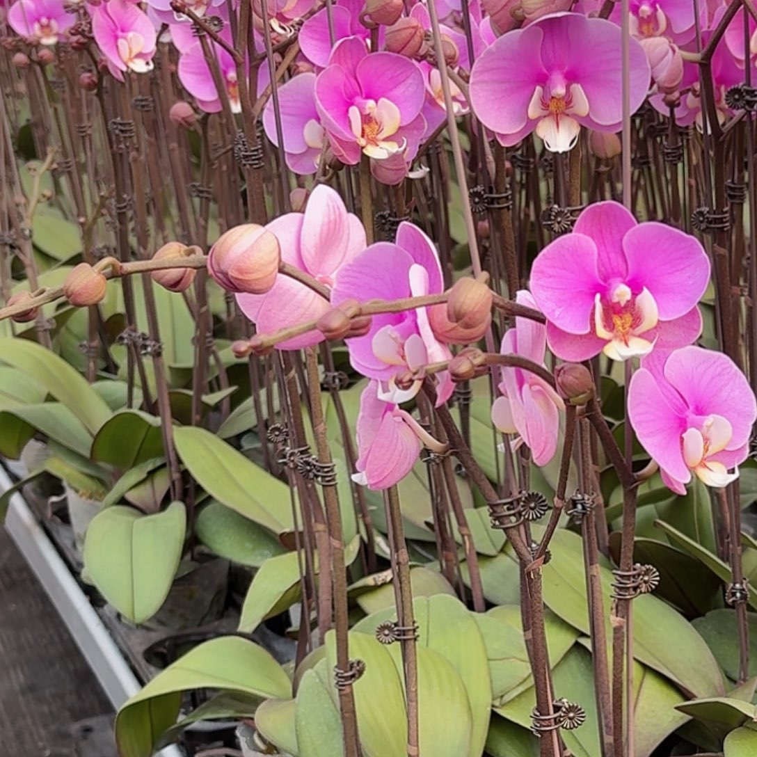 无花朵安娜一颗高品质