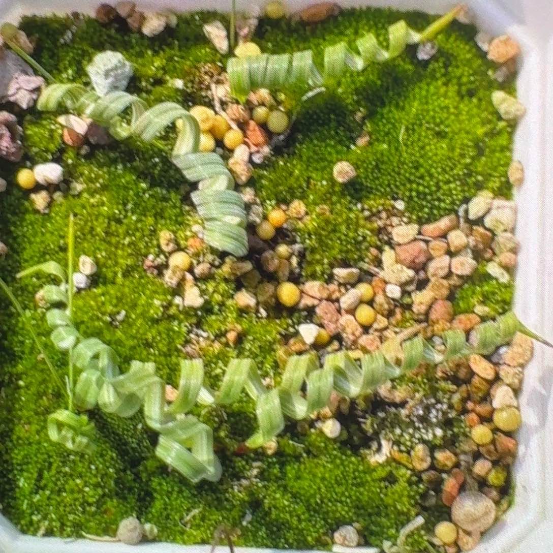 Moraea pritzeliana卷叶鸢尾弹簧草约0.4-0.5cm球两个 量拍