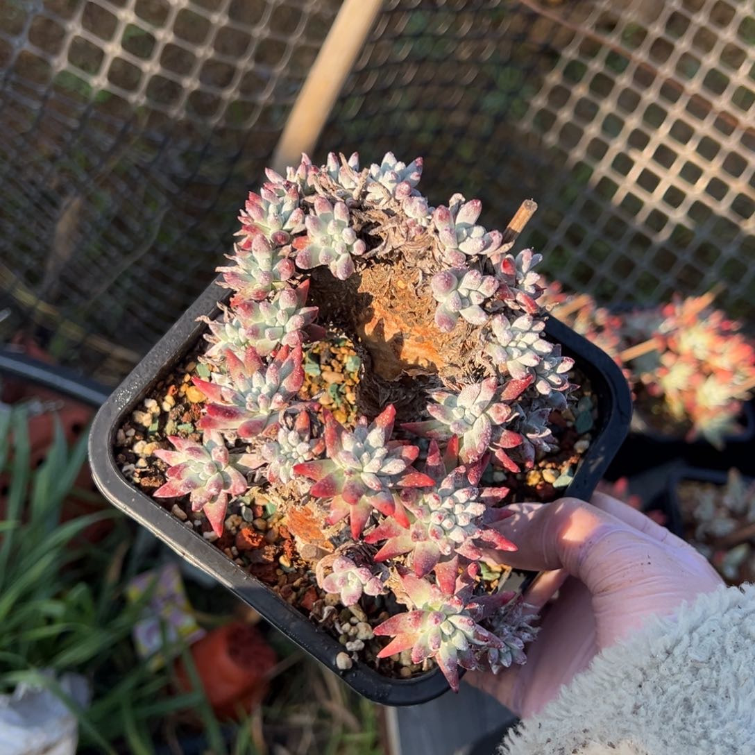 白霜缀版哈哈哈哈哈哈多肉