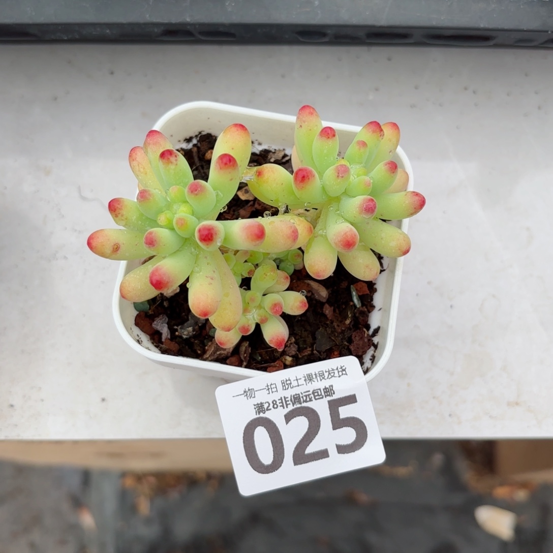 果冻乙女心无盆土发货