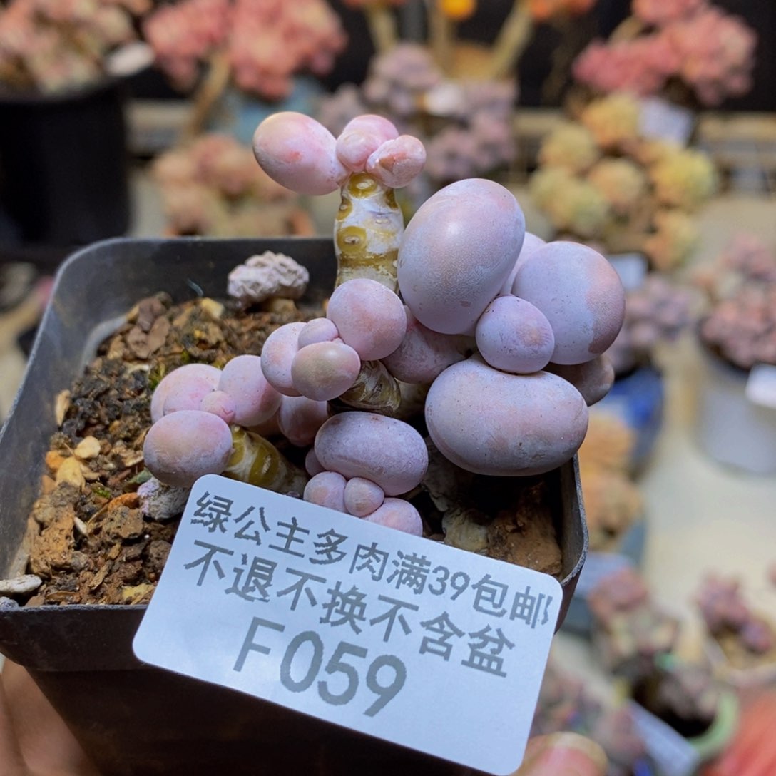 059橙奶多肉肉5c m