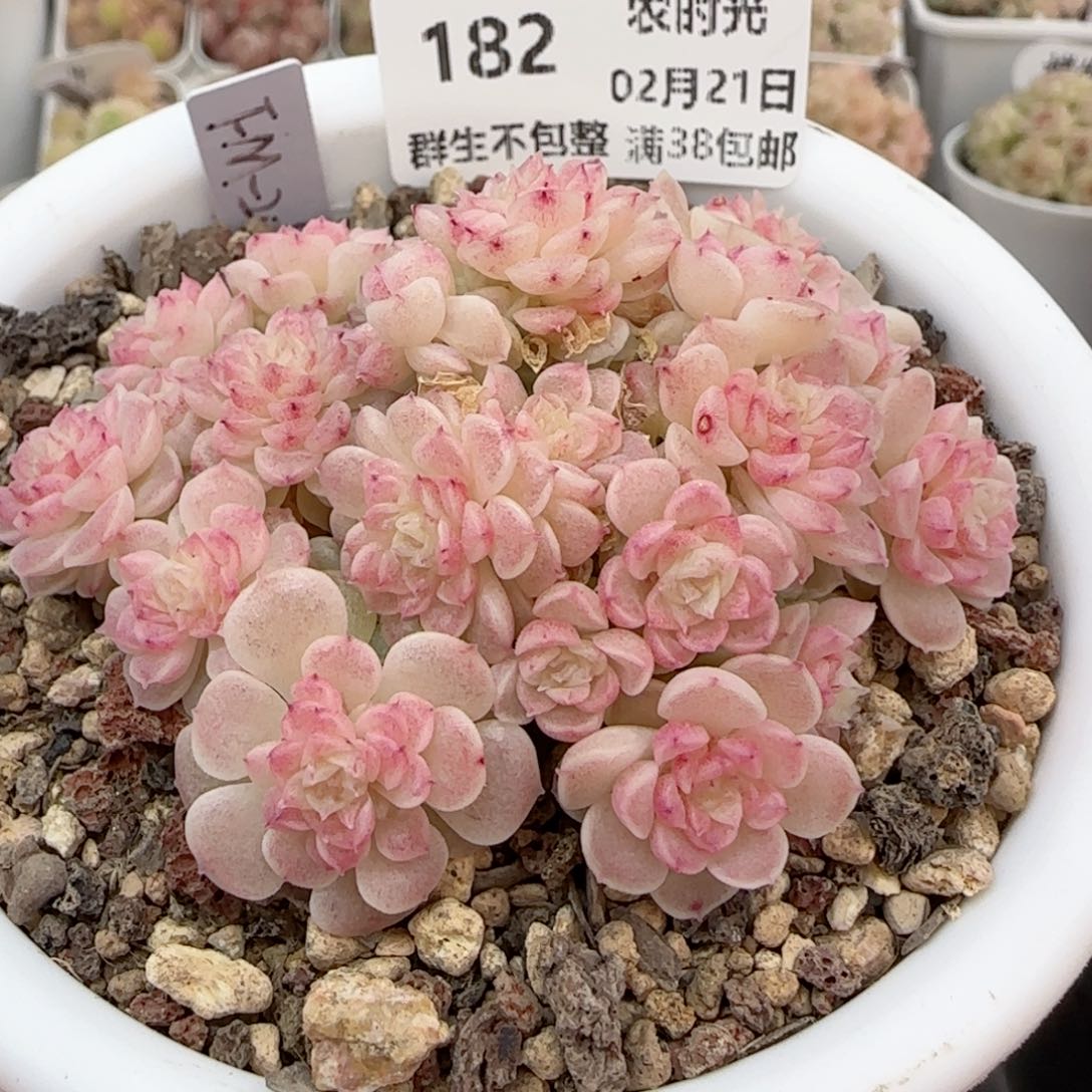 0221-182（FM-209）