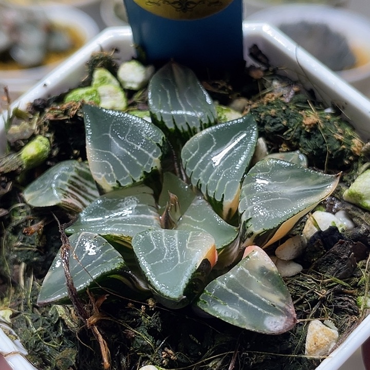 637花影锦特选福利一物