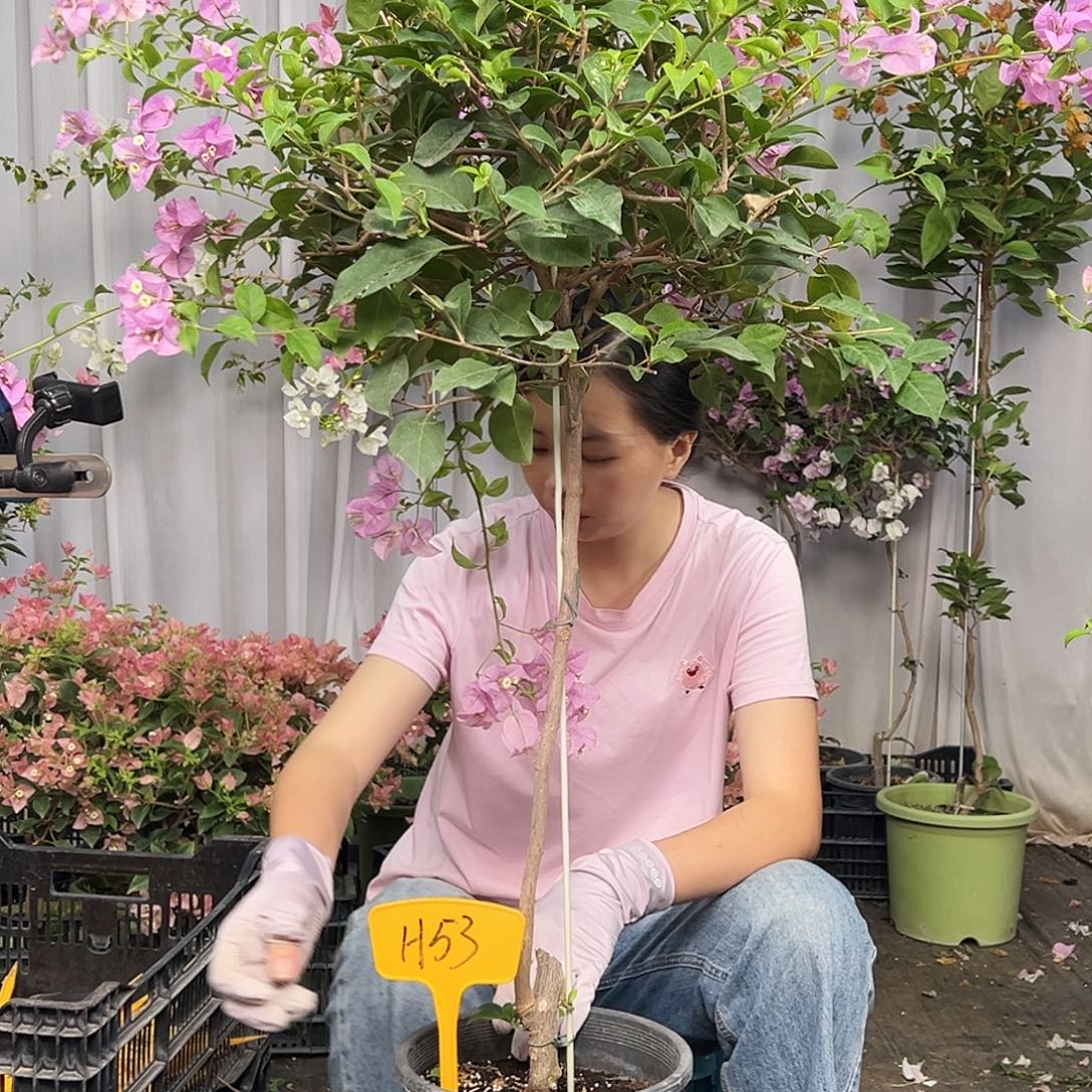 星***空当前无花栽培后可以开花H53巴西紫