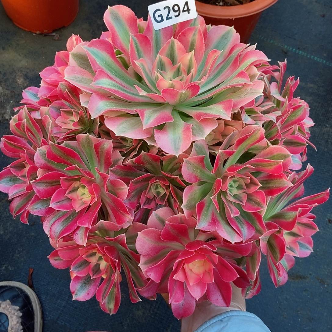 红陶294女巫3多肉