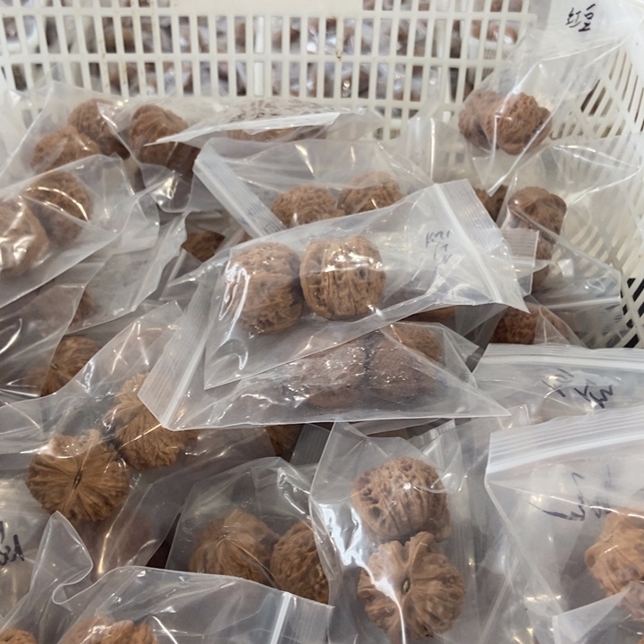 吊坠文玩核桃红豆