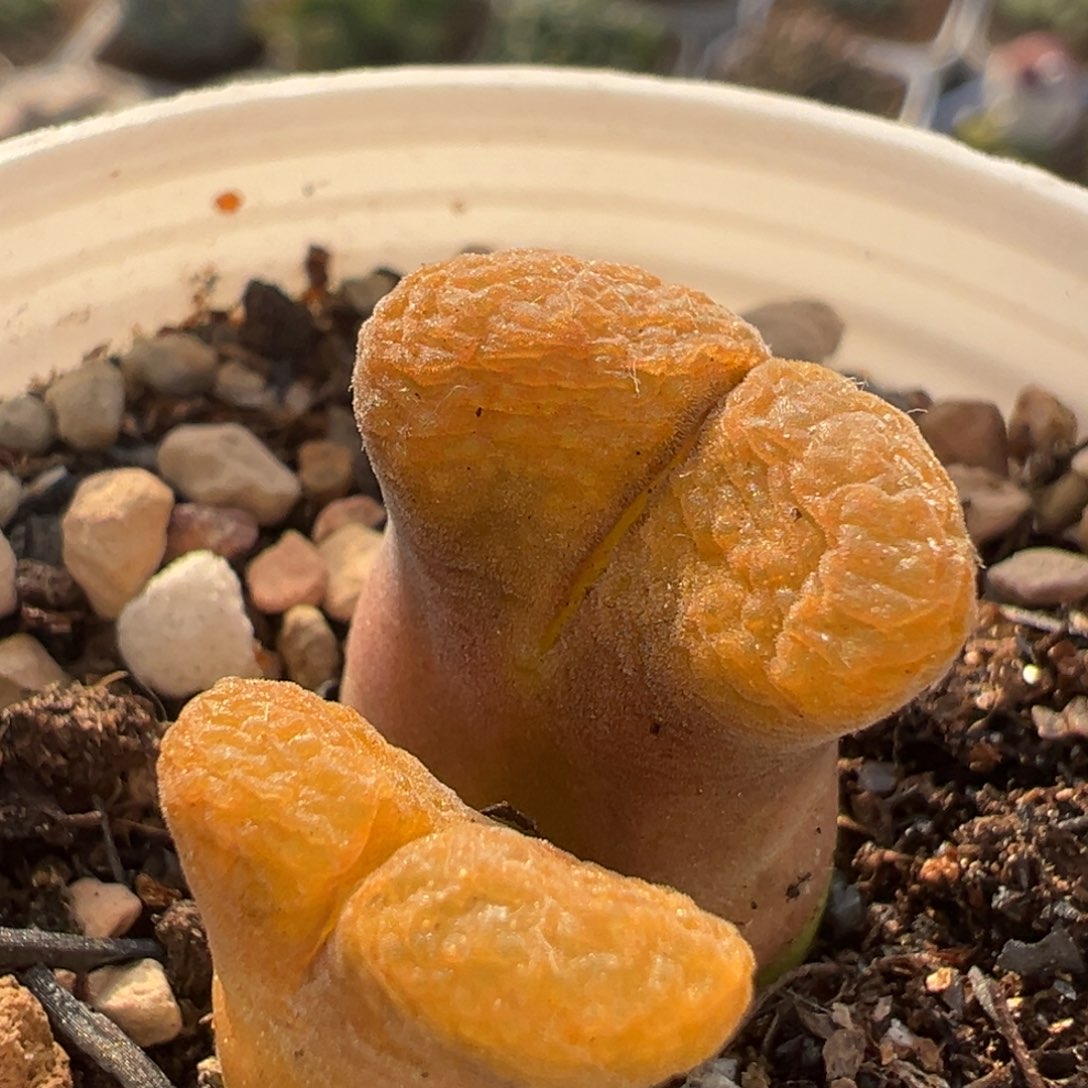 170多肉植物百科风铃