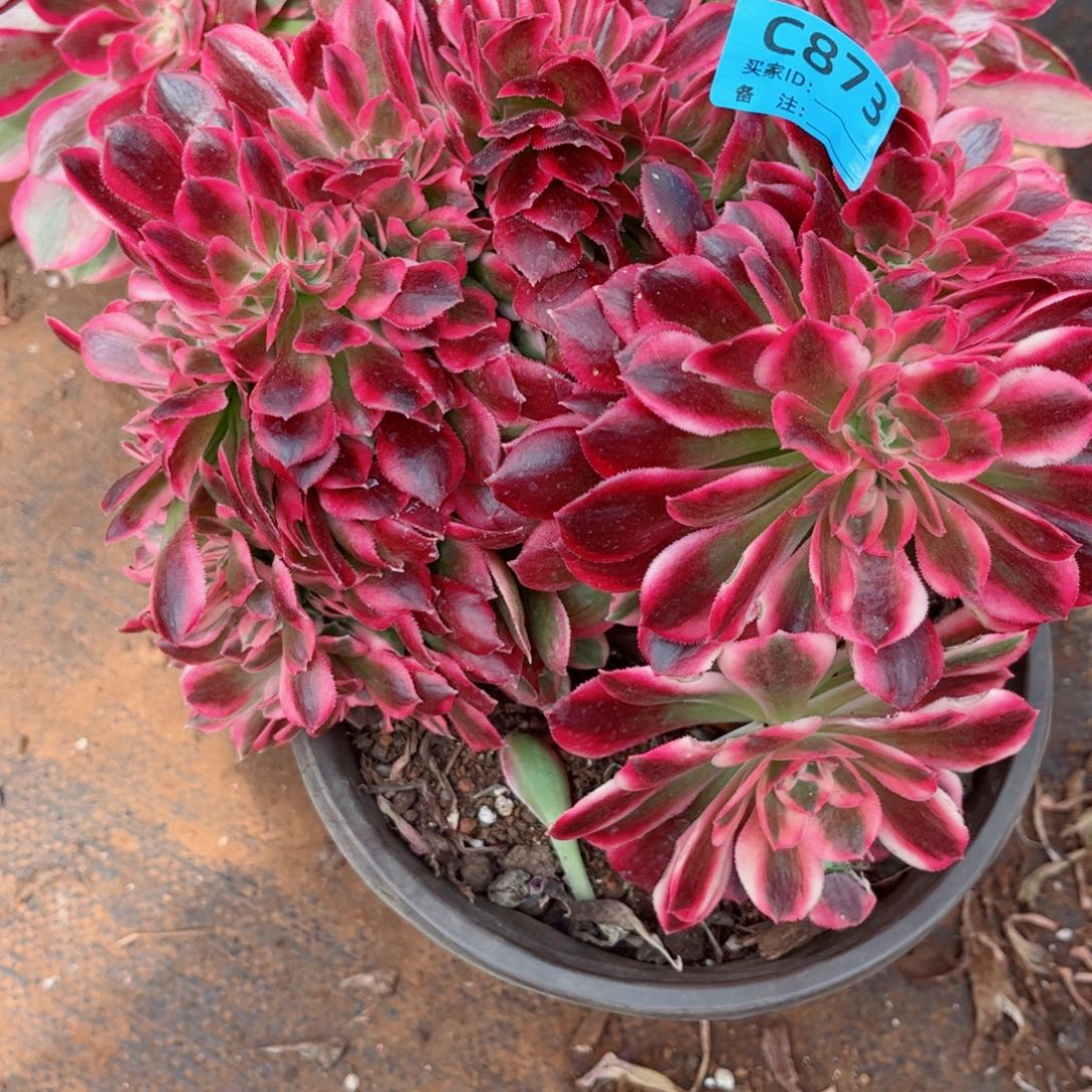 多肉植物873红袖