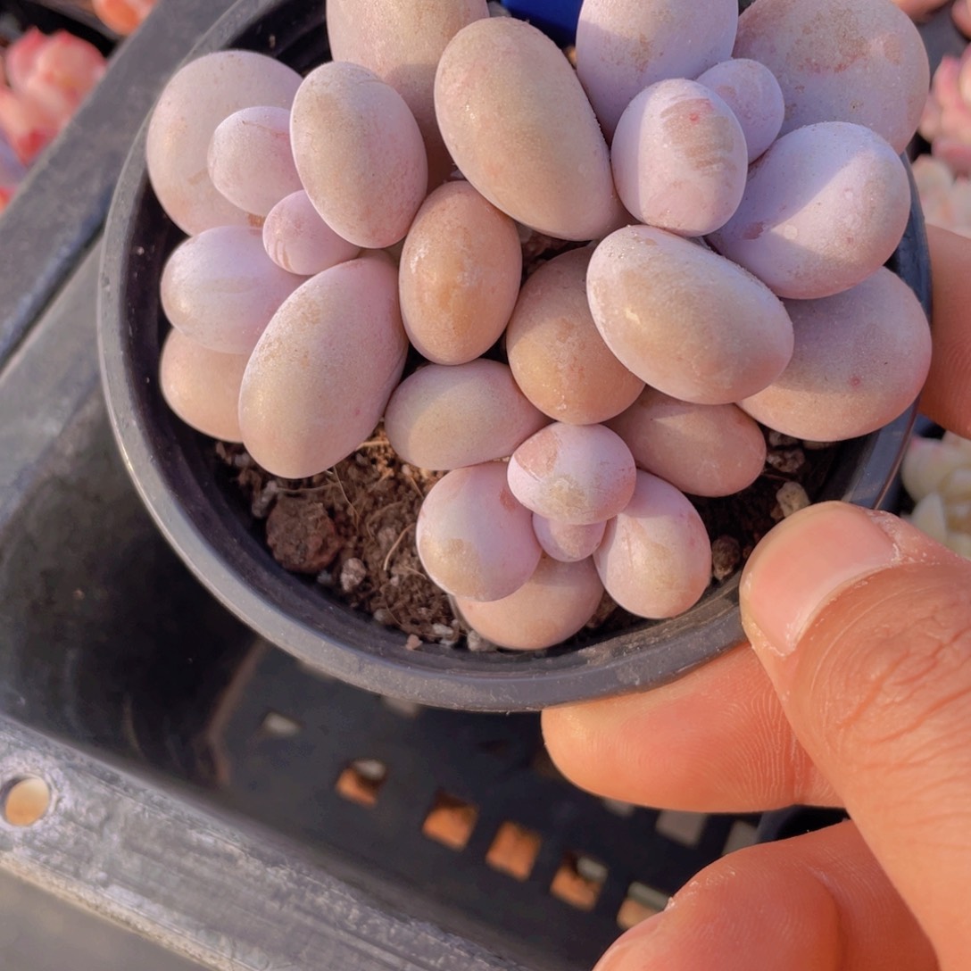 1647号老桩丸叶原始奶酪