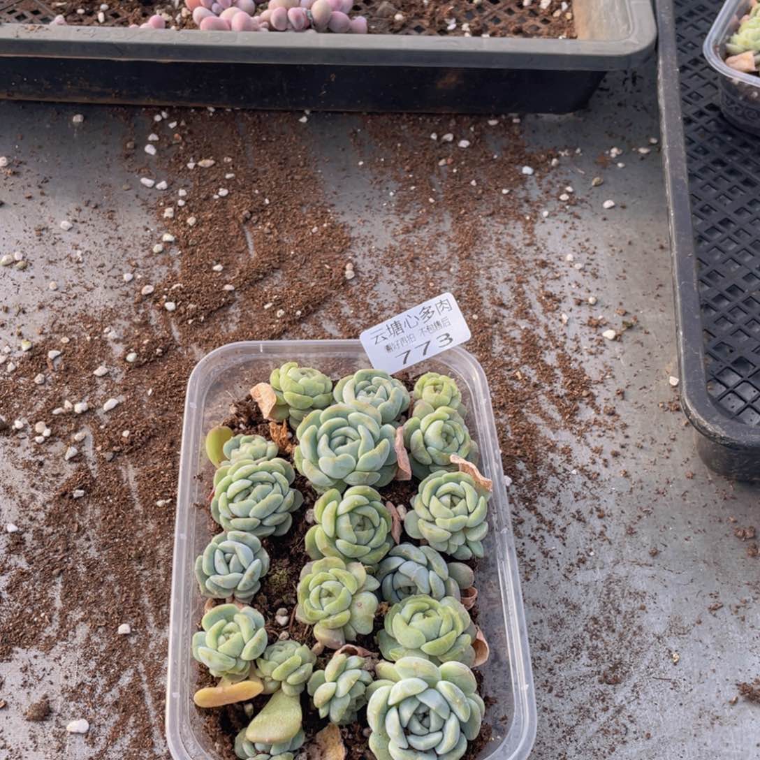云糖心多肉植物773