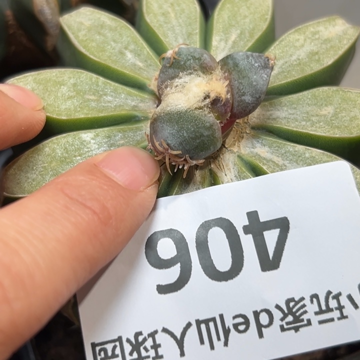 蛋尤 仙人球 苗接 406