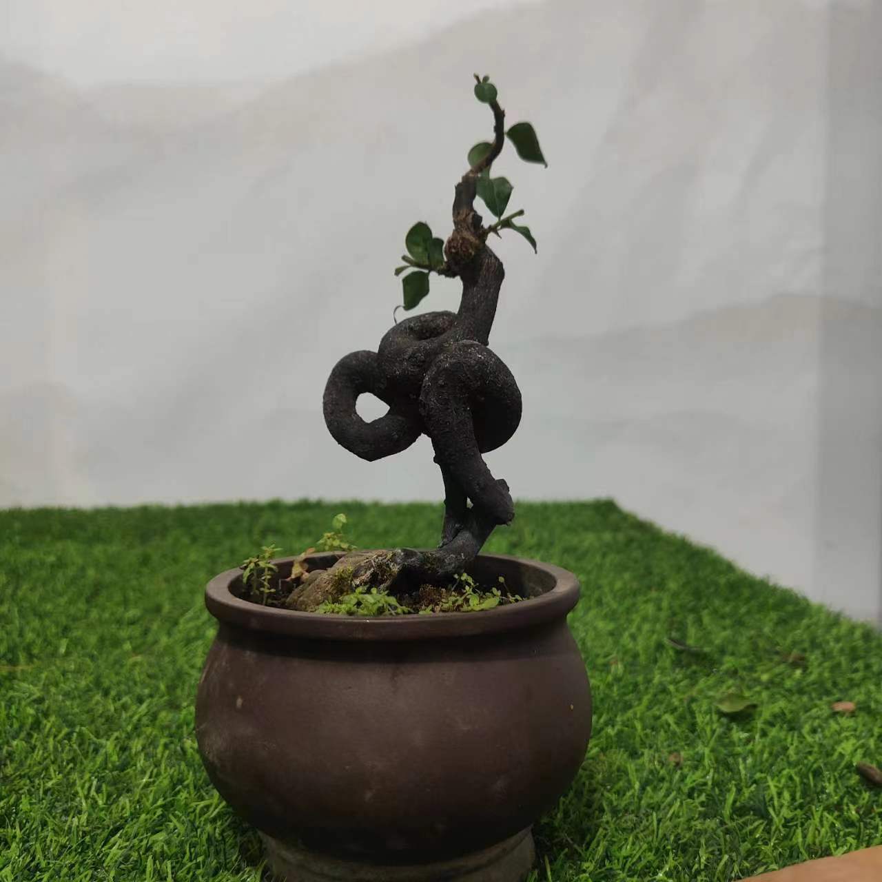 金弹子直播间链接勿乱拍