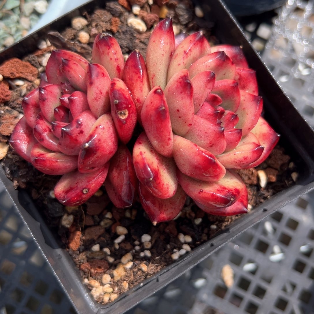 TM （满38包邮）多肉