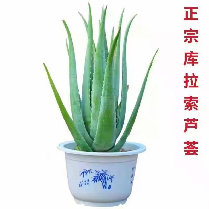 正宗库拉索大芦荟食用盆栽多肉植物美容灌肤补水室内外绿植