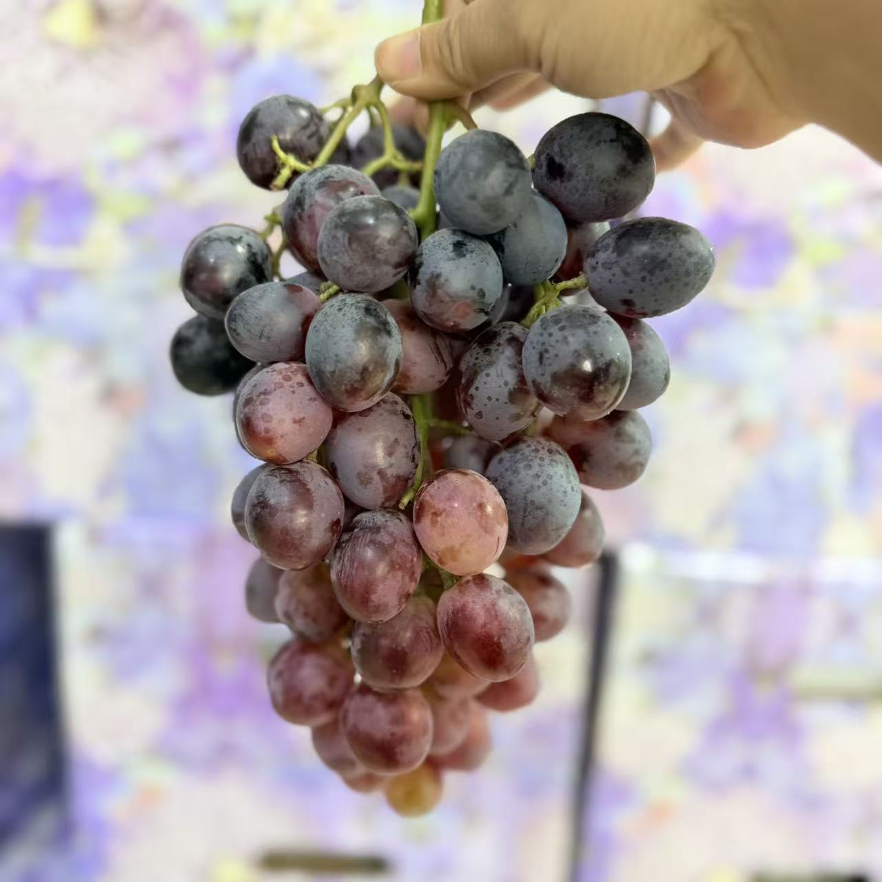 【神秘梦境提子】新鲜提子神秘梦境提子/葡萄