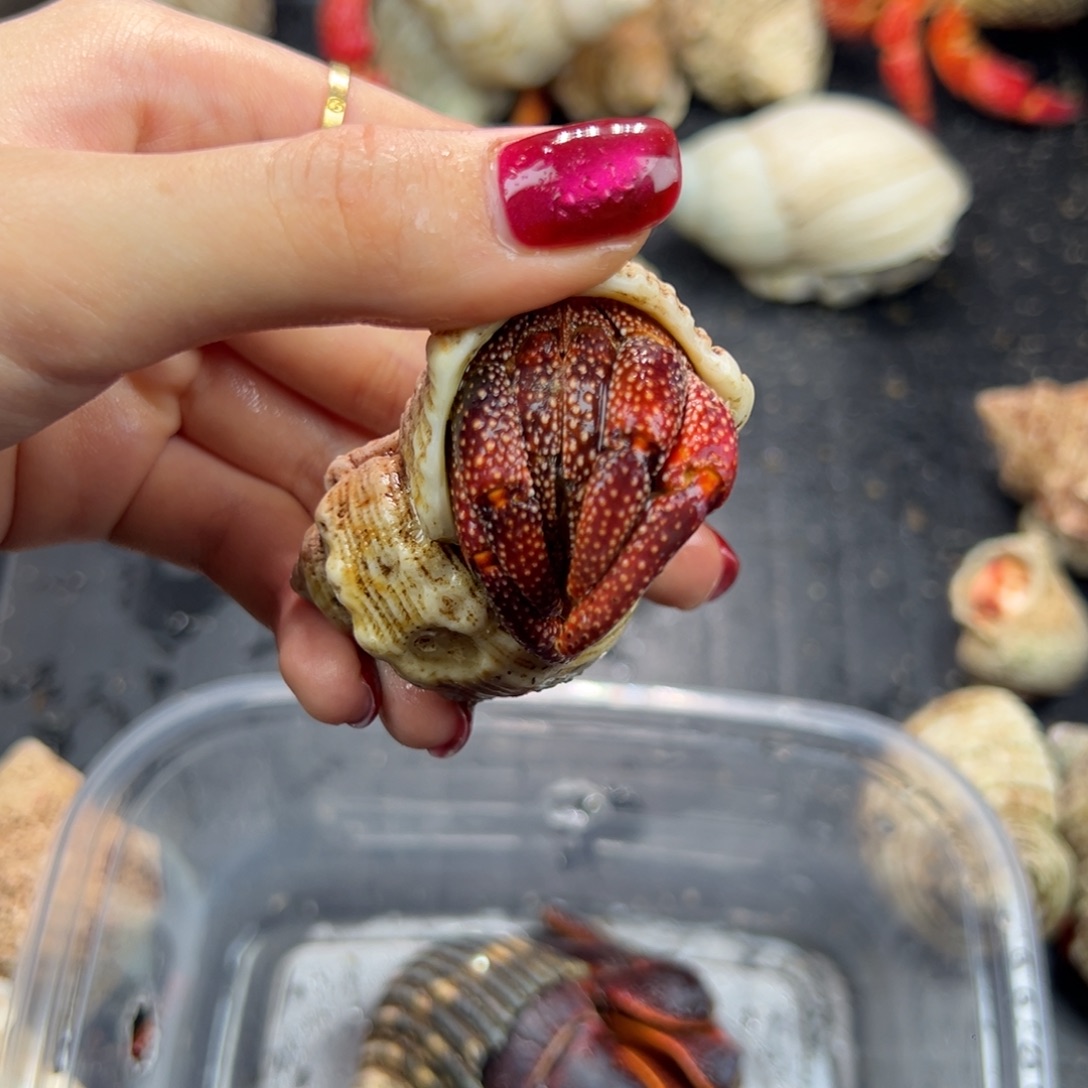 2.6口福利黑莓车厘子色