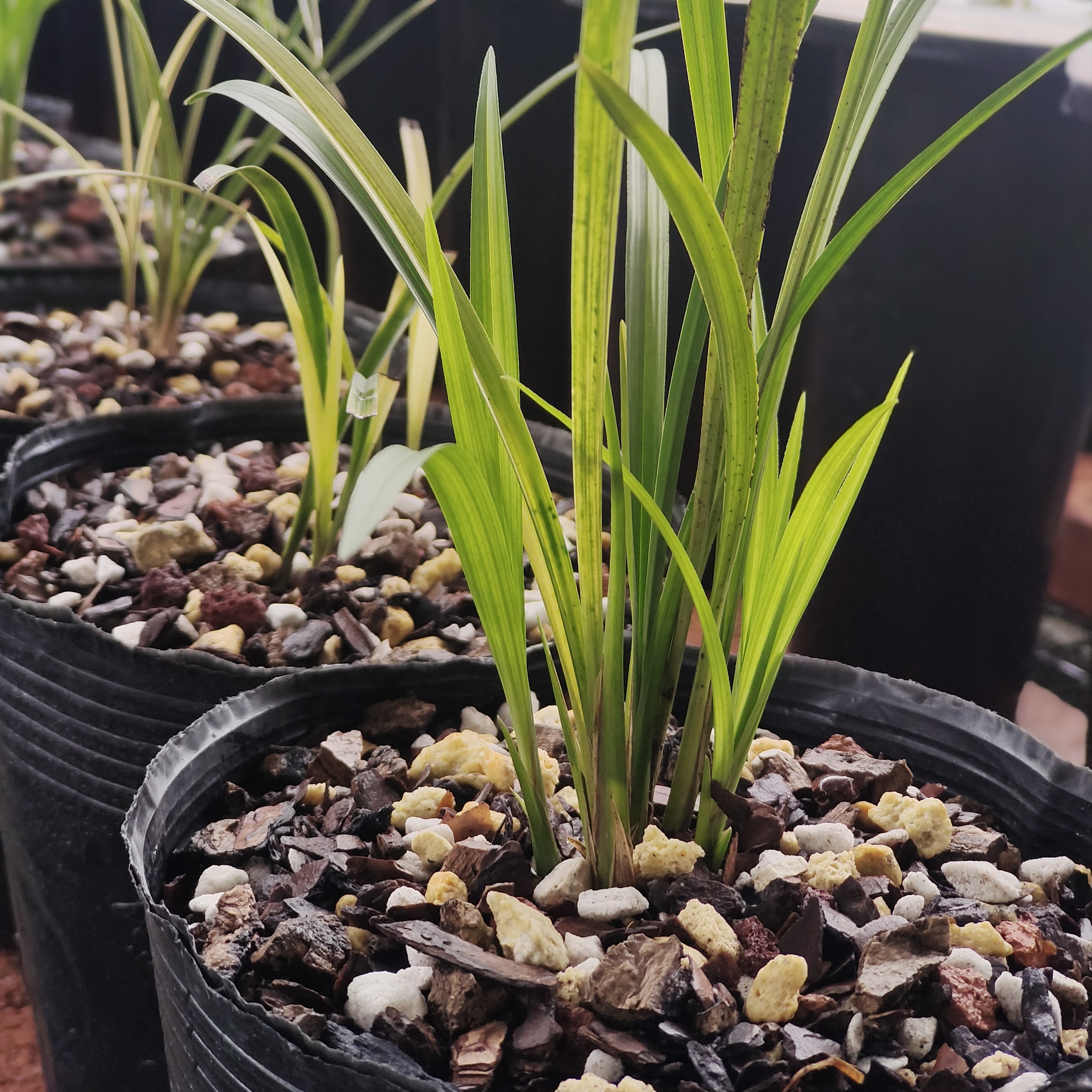 精品惠兰艺草香花惠兰叶花双艺