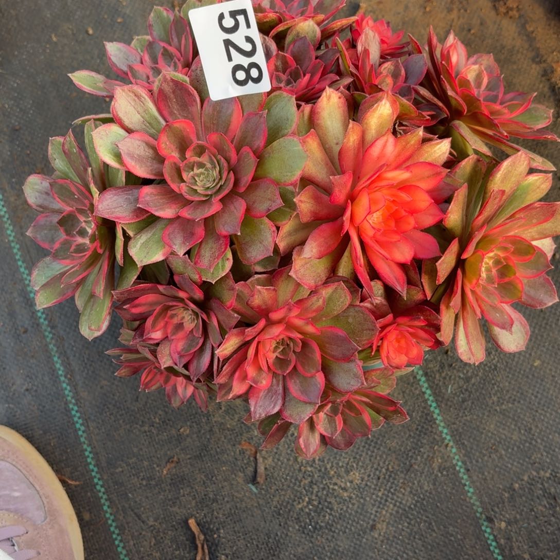 528黑膜锦多肉植物福利