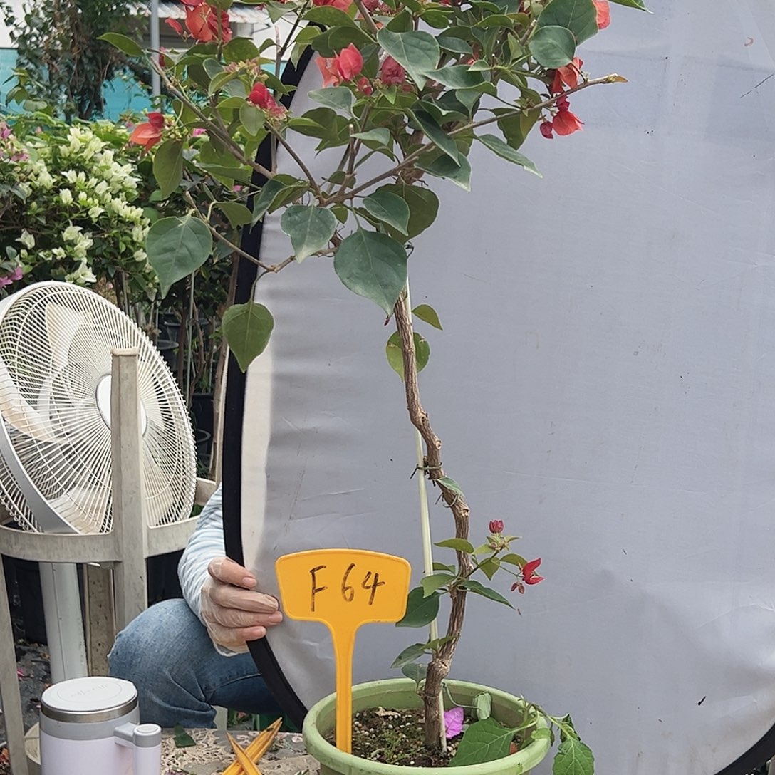 敏***大部分花苞少量开放F64不甜西瓜