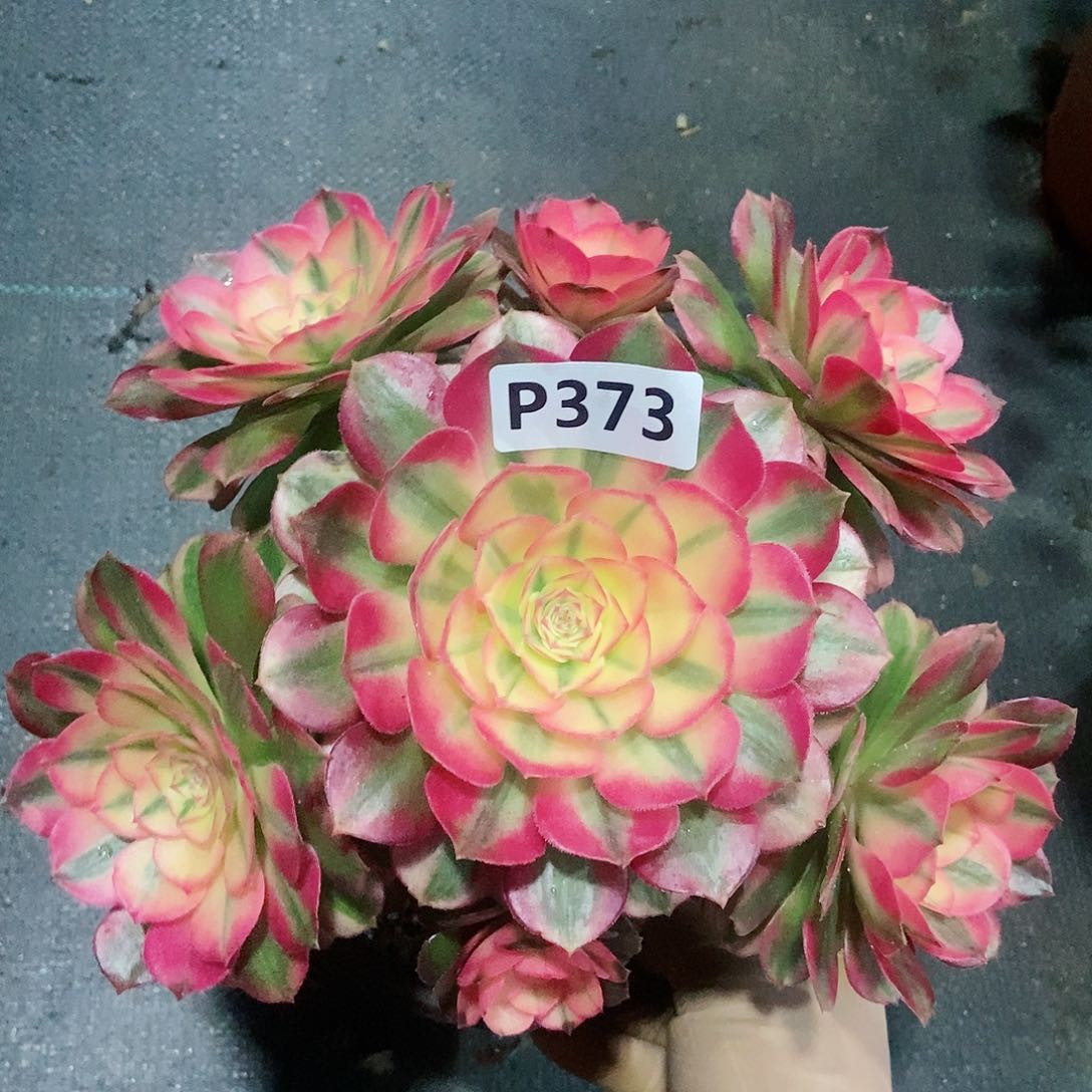 红陶373倾城3冠服16