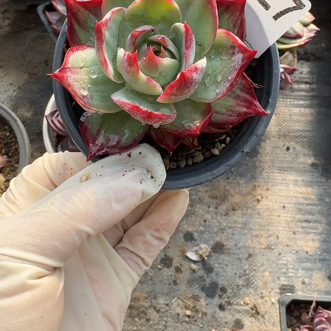 惊鸿惊鸿惊鸿 127.............