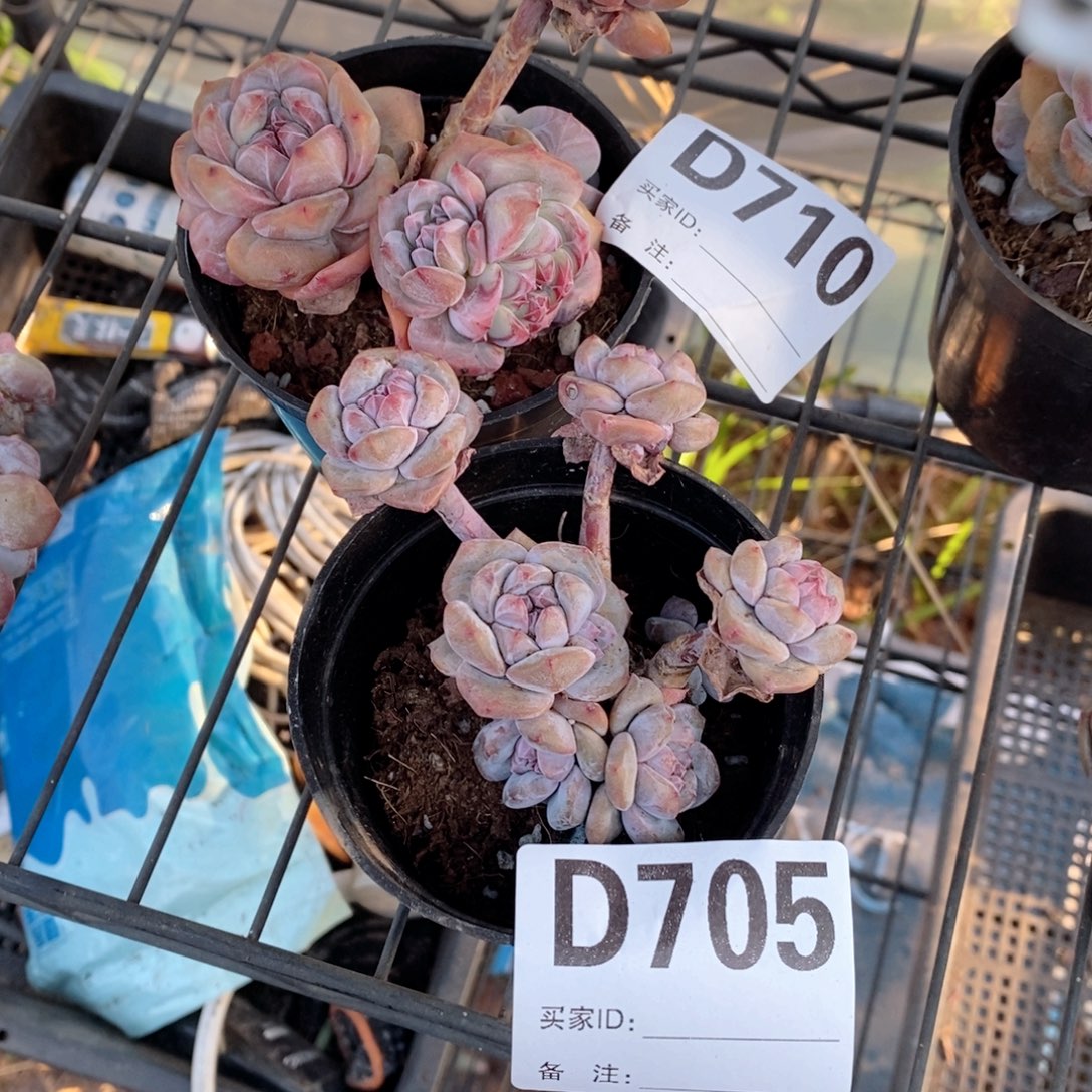 十****705.710石榴籽哇哇哇哇