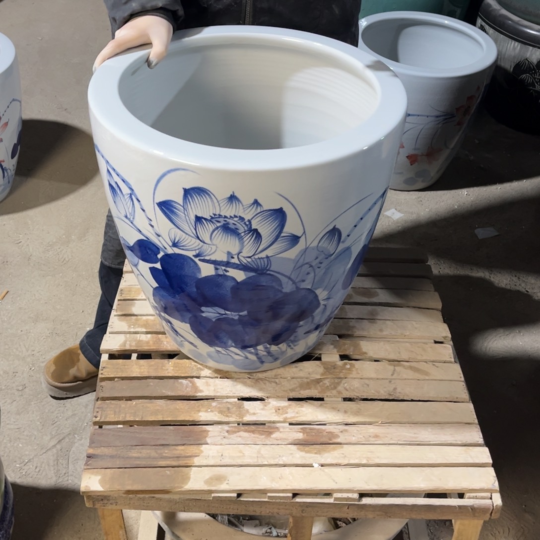 瓷片兰荷花43高度43.8888