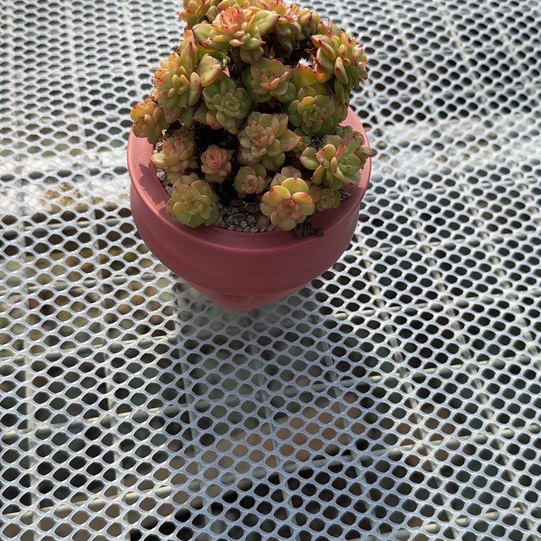 辣牡丹带盆多肉植物精品