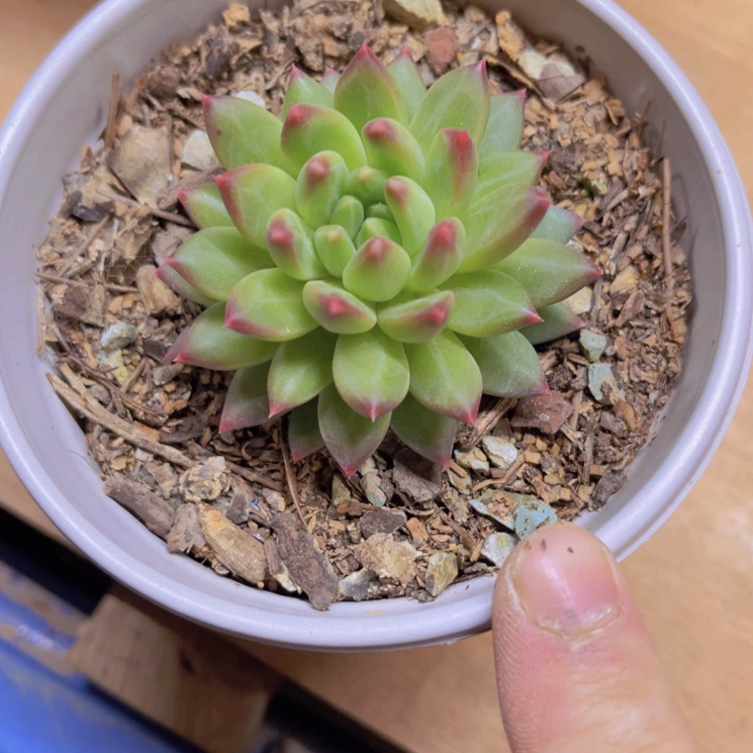 多肉植物提取成分