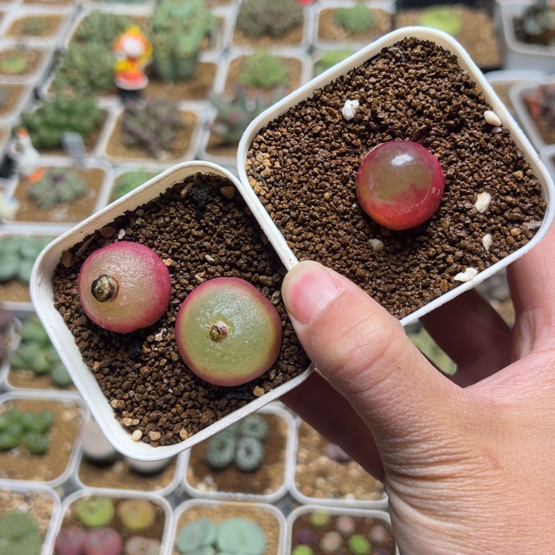 Z***x一组特价多肉植物百科